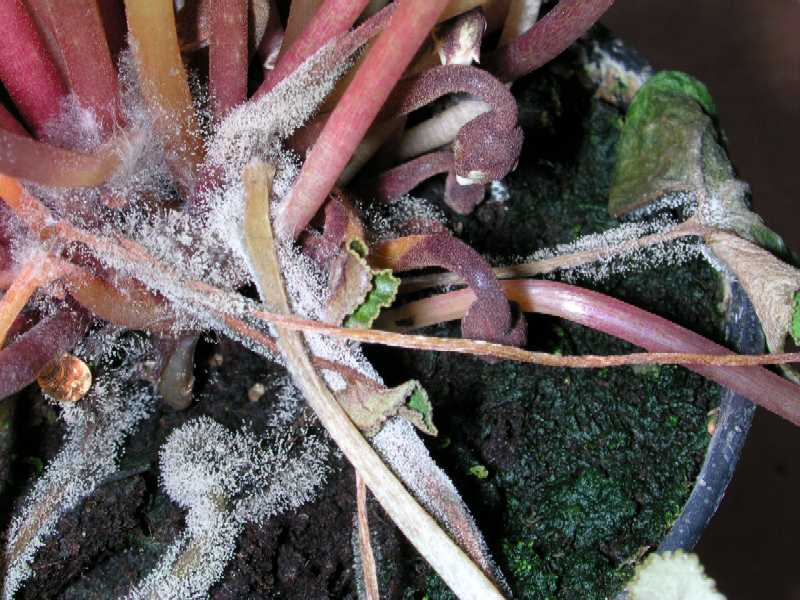Botrytis infection rotting petiole bases. © AHDB